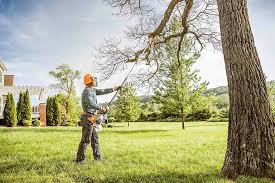 Trusted Golden Gate, FL Tree Removal Services Experts