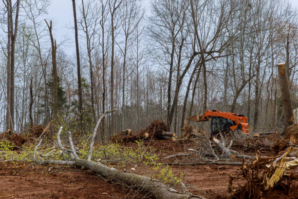 Best Emergency Tree Removal  in Golden Gate, FL