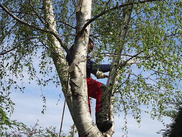 How Our Tree Care Process Works  in  Golden Gate, FL